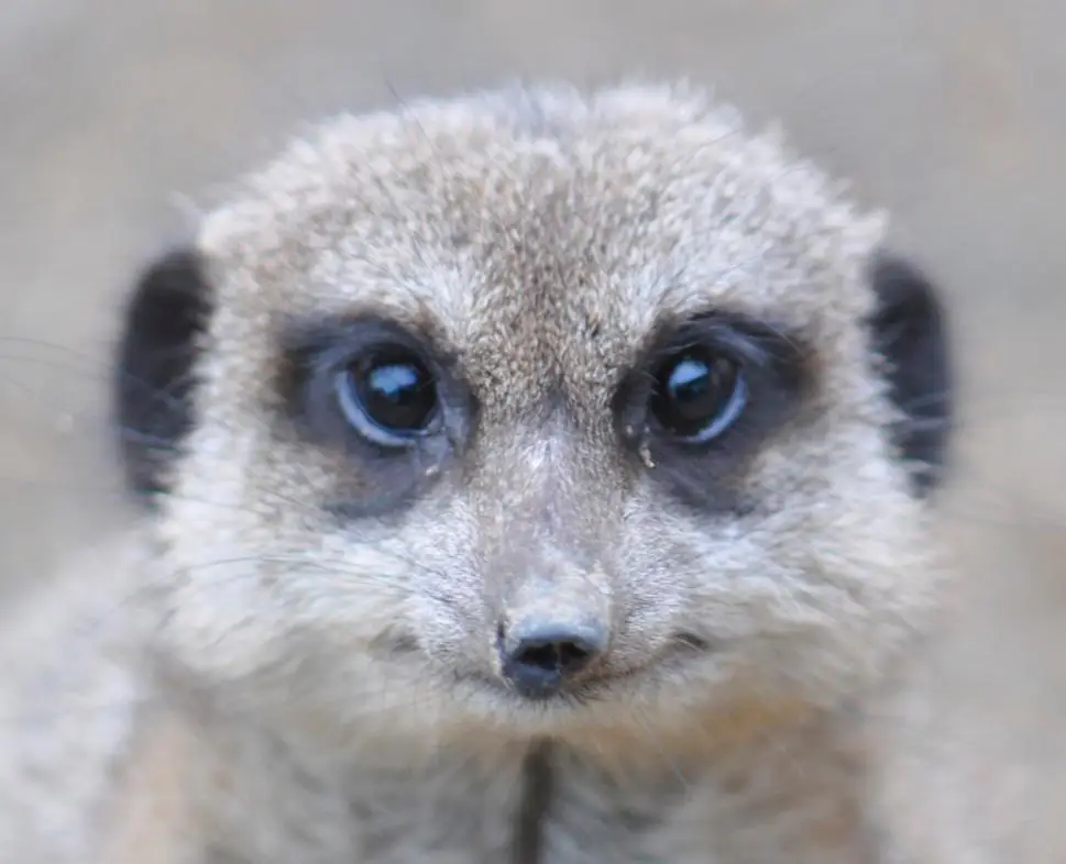 Llun o'r Meerkat enwog yn Pili Palas