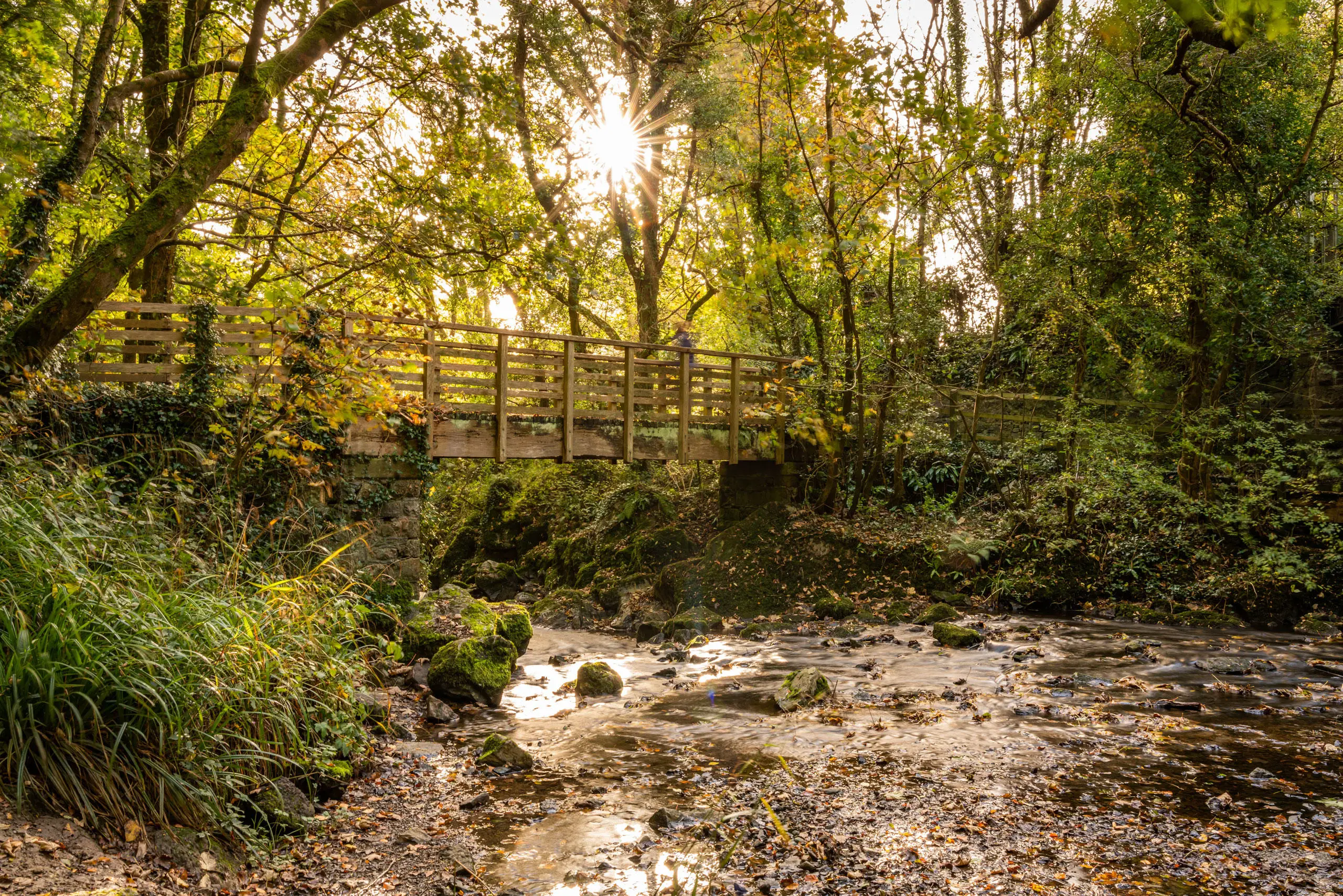 Pont droed bren dros afon yng nghoetir Nant y Pandy